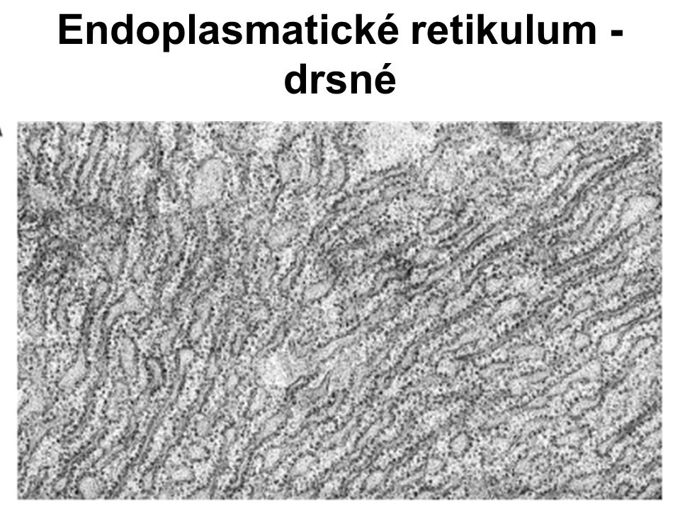 Endoplasmatické retikulum - drsné