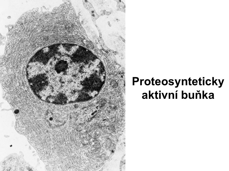 Proteosynteticky aktivní buňka