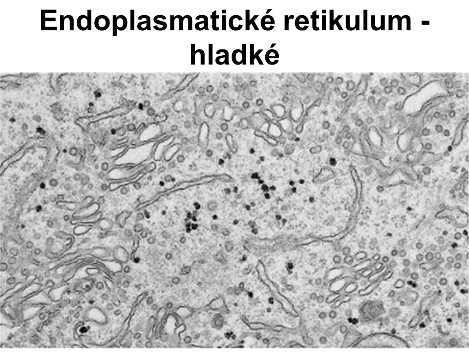 Endoplasmatické retikulum - hladké