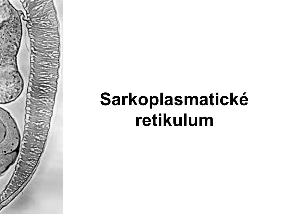 Sarkoplasmatické retikulum
