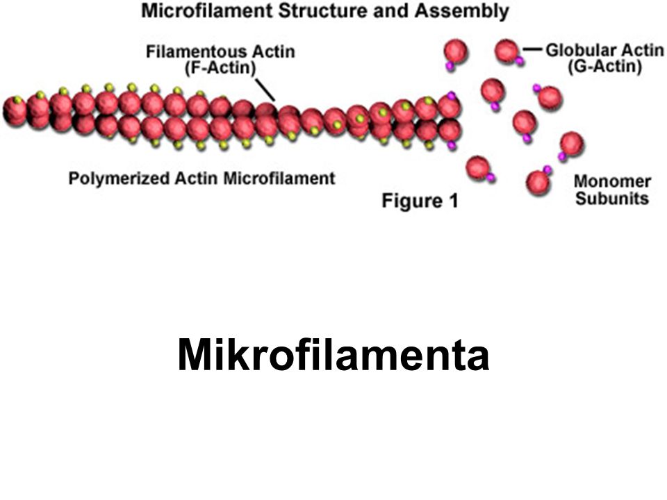 Mikrofilamenta