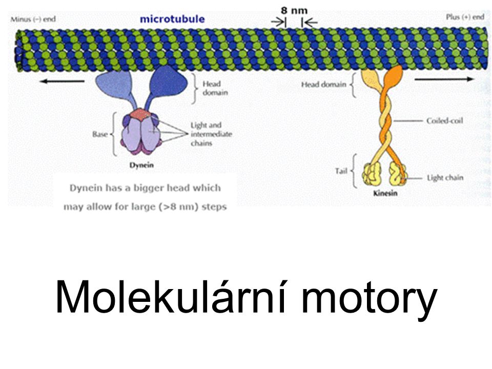 Molekulární motory