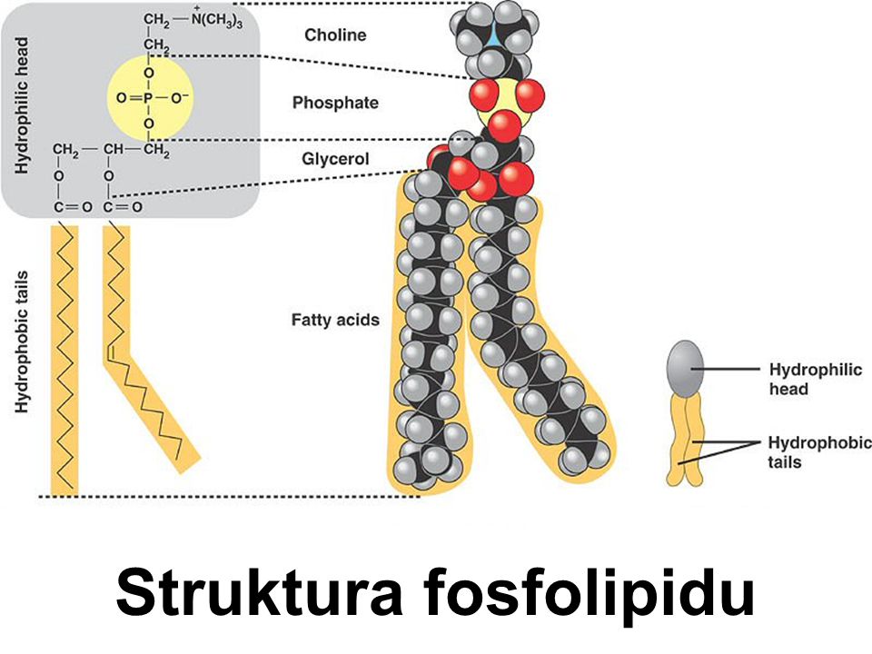 Struktura fosfolipidu
