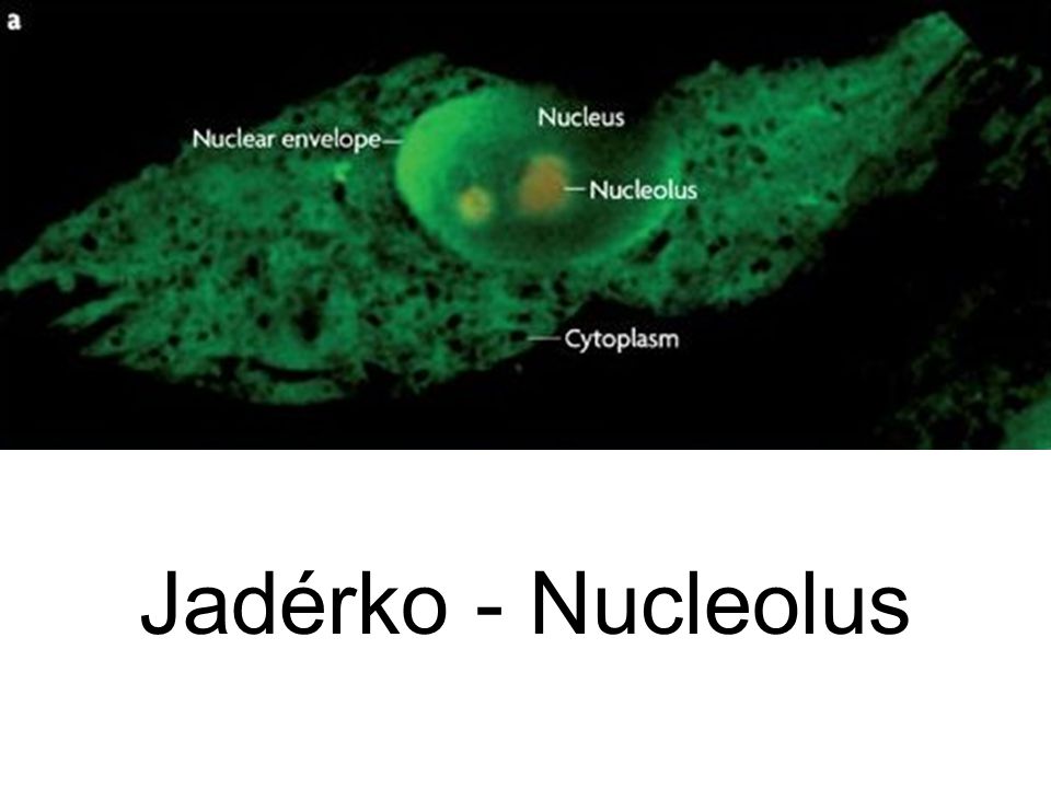 Jadérko - Nucleolus