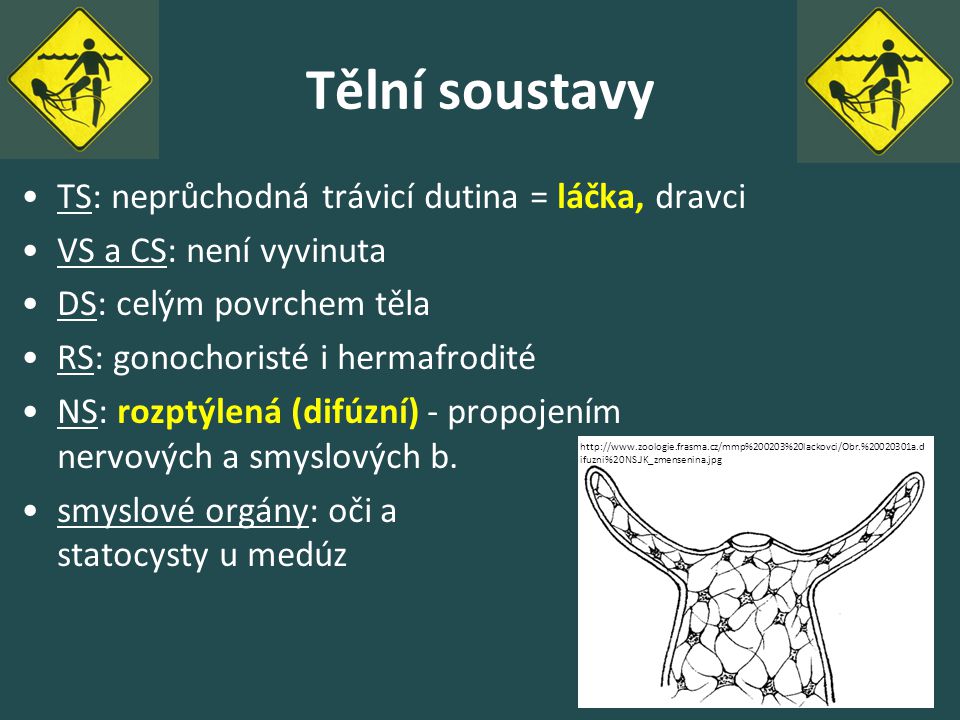 Tělní soustavy TS: neprůchodná trávicí dutina = láčka, dravci