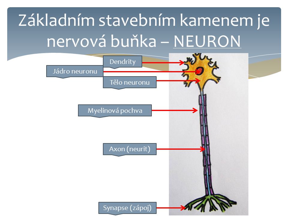Základním stavebním kamenem je nervová buňka – NEURON