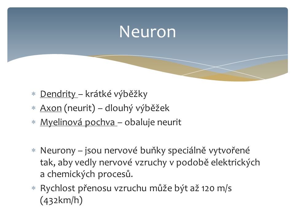 Neuron Dendrity – krátké výběžky Axon (neurit) – dlouhý výběžek