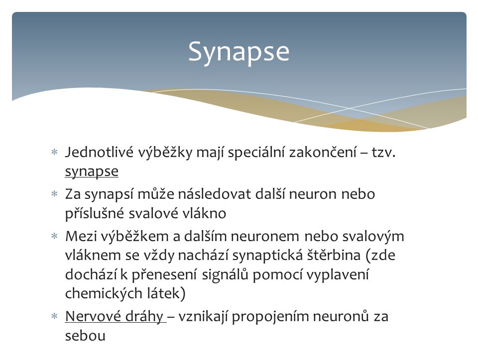 Synapse Jednotlivé výběžky mají speciální zakončení – tzv. synapse