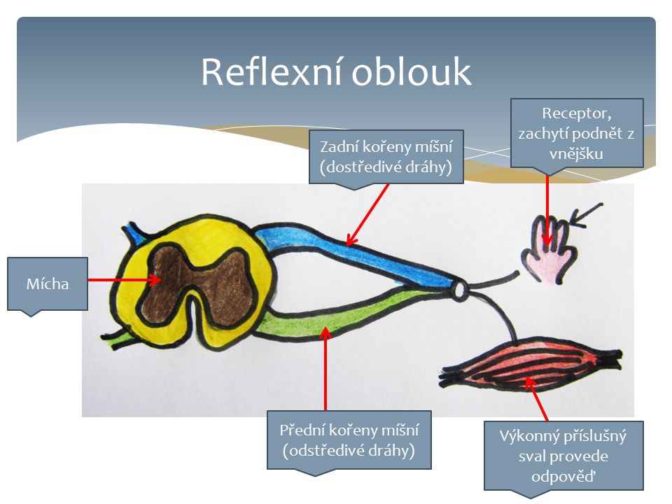 Reflexní oblouk Receptor, zachytí podnět z vnějšku Zadní kořeny míšní