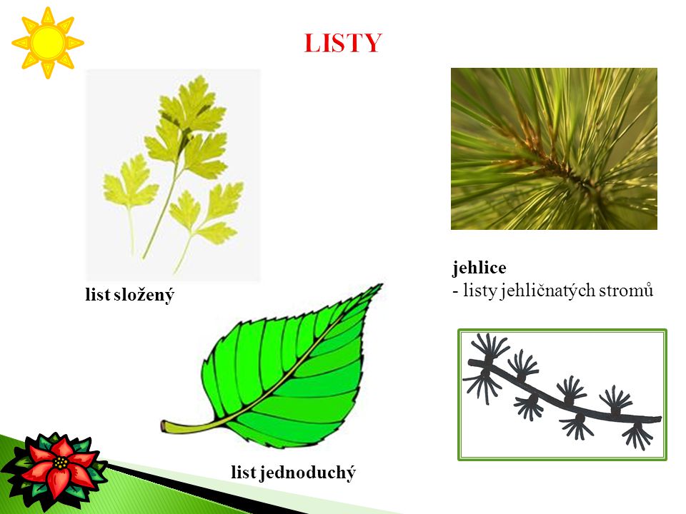 LISTY jehlice - listy jehličnatých stromů list složený list jednoduchý