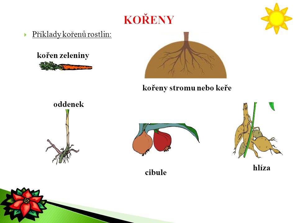 KOŘENY Příklady kořenů rostlin: kořen zeleniny kořeny stromu nebo keře