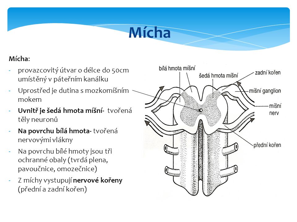 Mícha Mícha: provazcovitý útvar o délce do 50cm umístěný v páteřním kanálku. Uprostřed je dutina s mozkomíšním mokem.