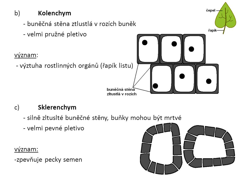 b) Kolenchym - buněčná stěna ztlustlá v rozích buněk - velmi pružné pletivo význam: - výztuha rostlinných orgánů (řapík listu) c) Sklerenchym - silně zltuslté buněčné stěny, buňky mohou být mrtvé - velmi pevné pletivo -zpevňuje pecky semen