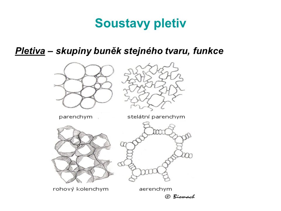 Soustavy pletiv Pletiva – skupiny buněk stejného tvaru, funkce