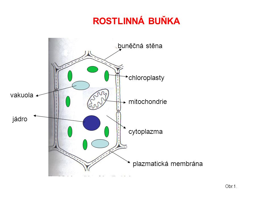 ROSTLINNÁ BUŇKA buněčná stěna chloroplasty vakuola mitochondrie jádro