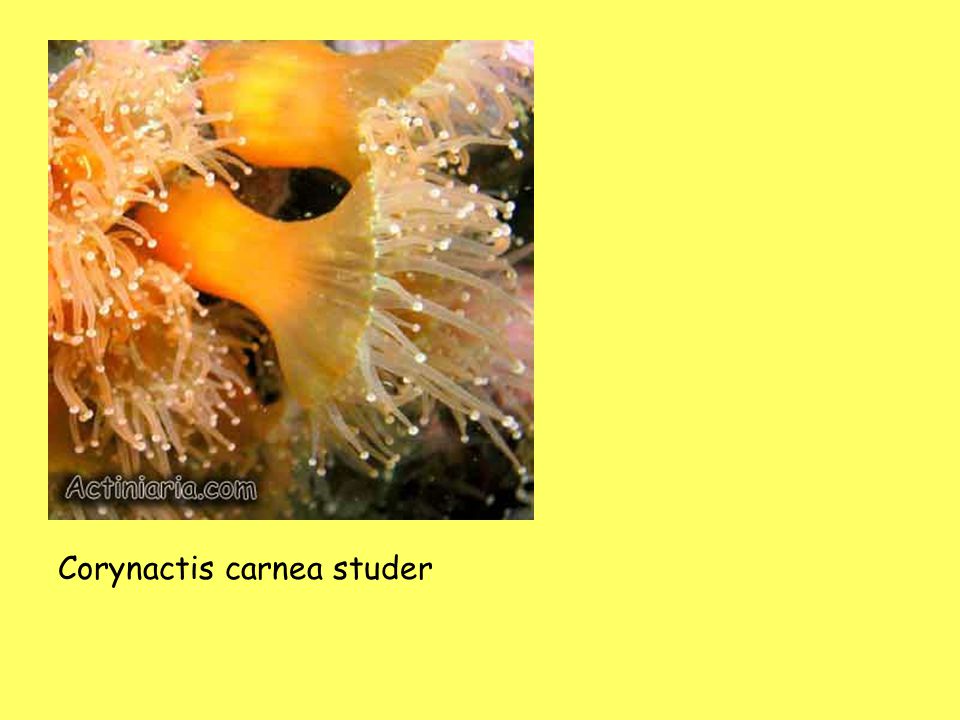 Corynactis carnea studer