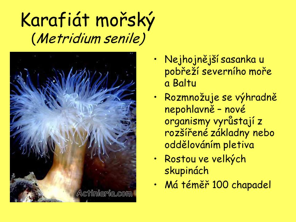 Karafiát mořský (Metridium senile)