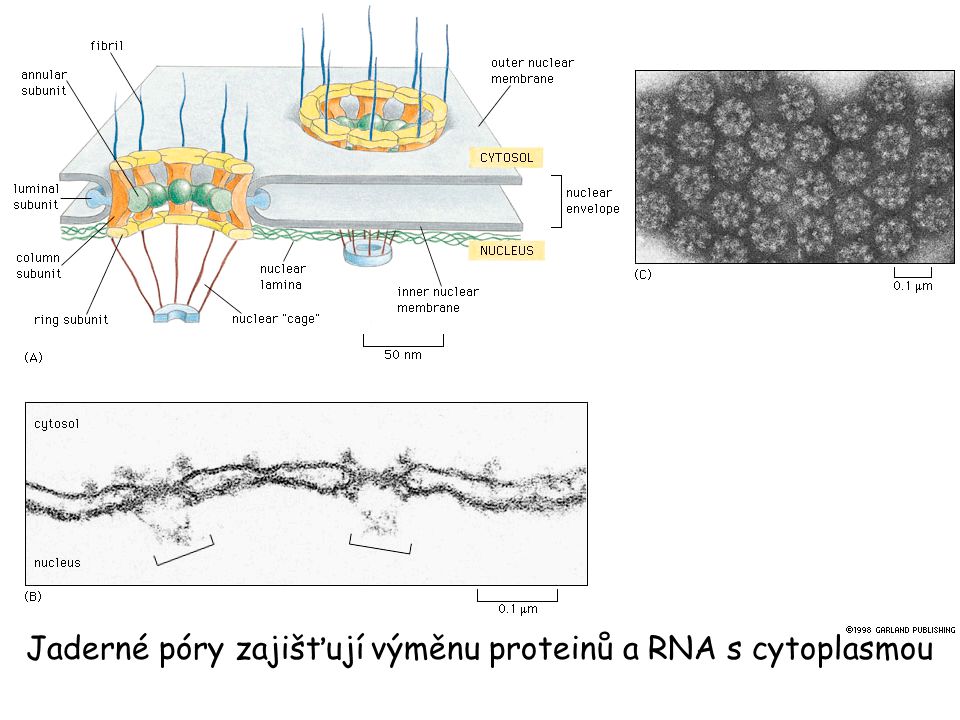 Jaderné póry zajišťují výměnu proteinů a RNA s cytoplasmou