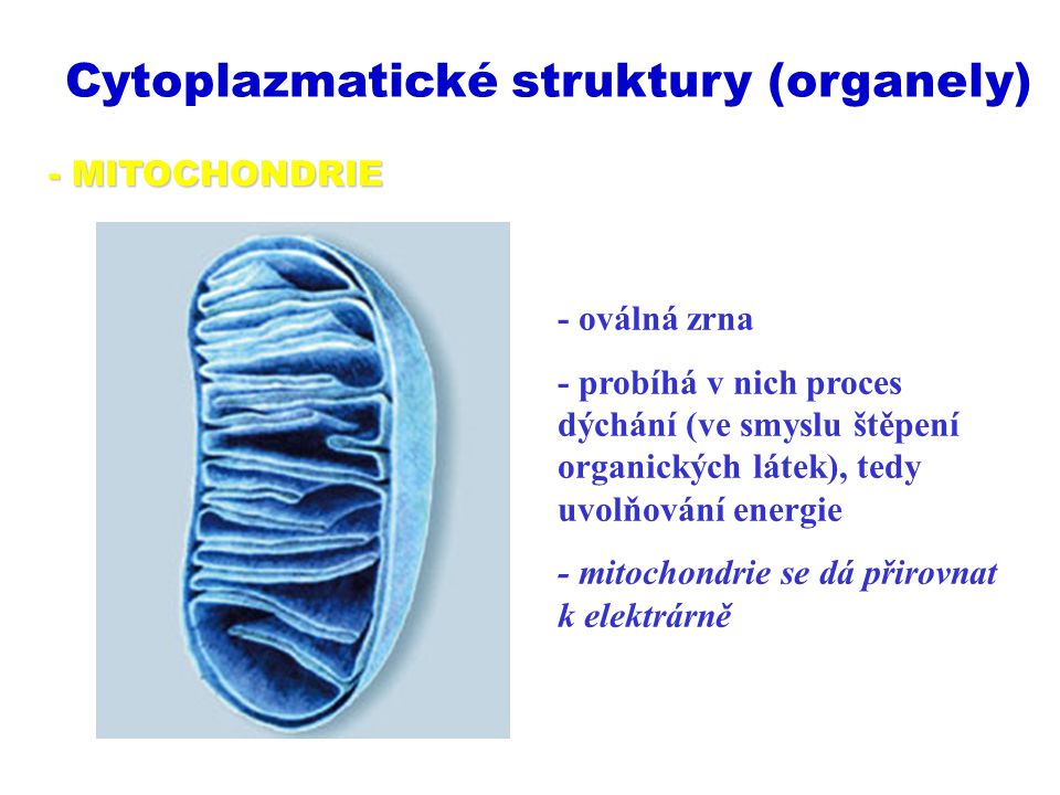 Cytoplazmatické struktury (organely)