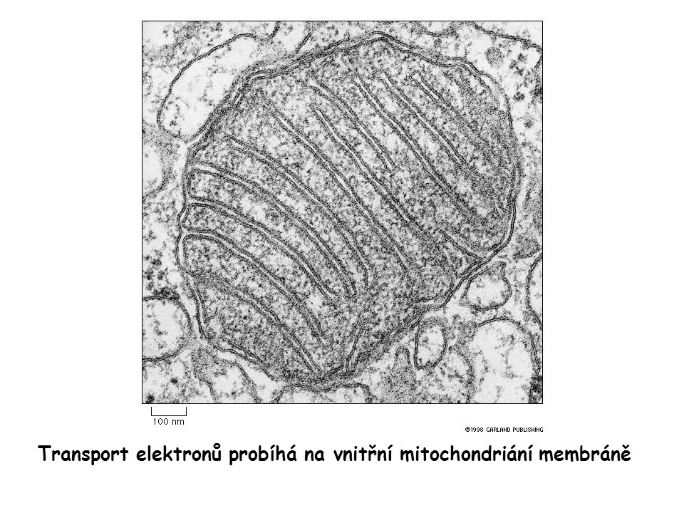 Transport elektronů probíhá na vnitřní mitochondriání membráně