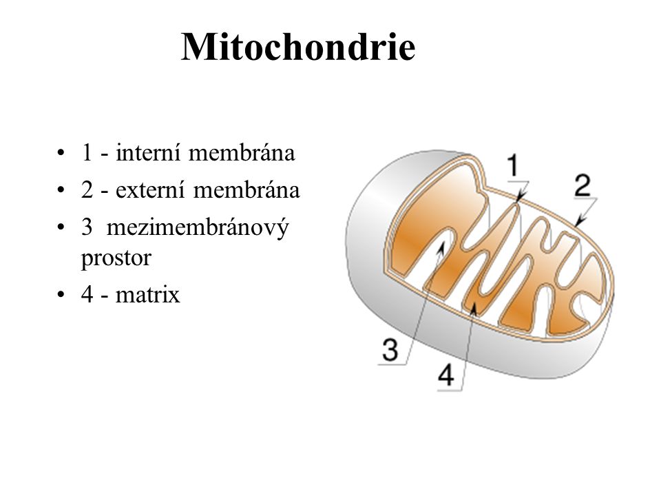 Mitochondrie 1 - interní membrána 2 - externí membrána