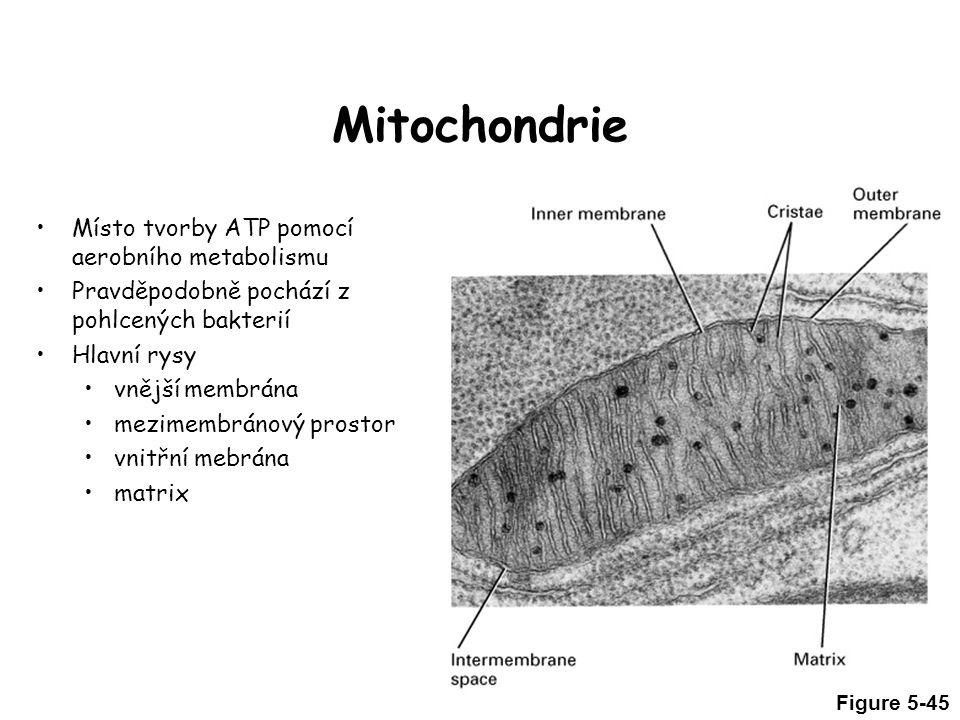 Mitochondrie Místo tvorby ATP pomocí aerobního metabolismu