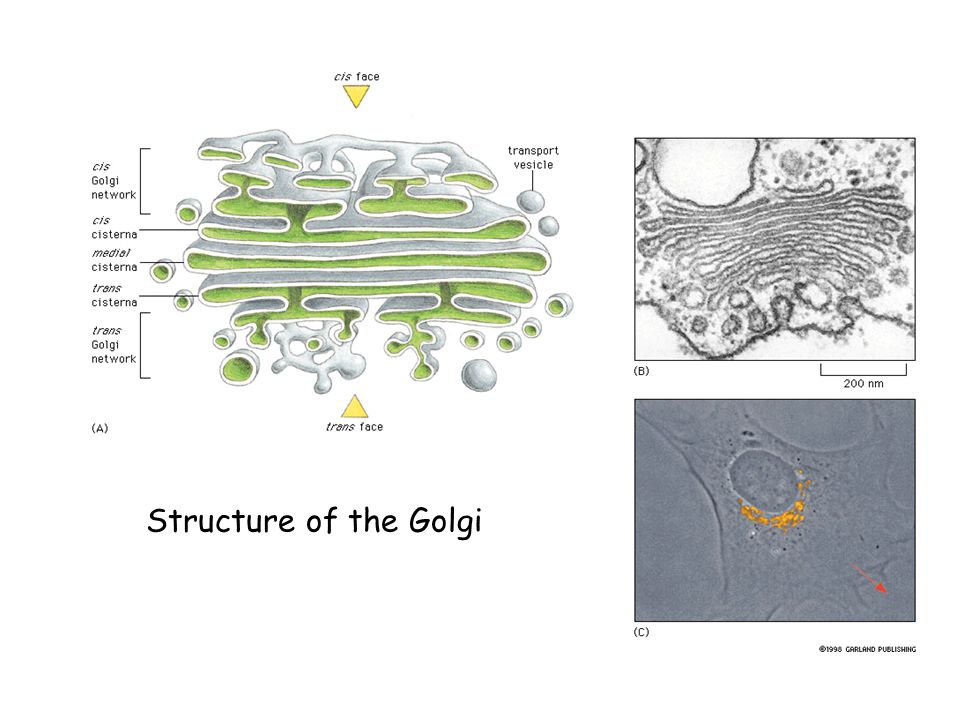 Structure of the Golgi