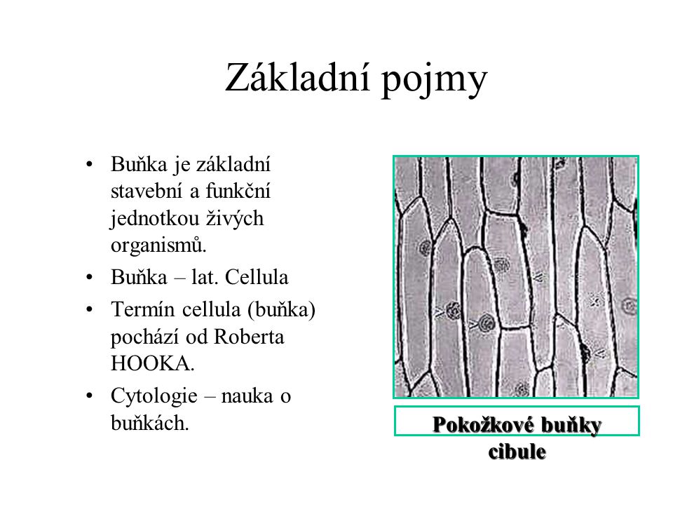 Pokožkové buňky cibule