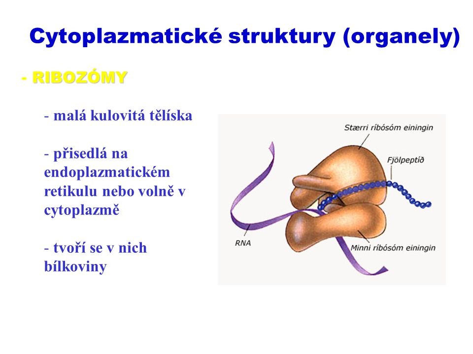 Cytoplazmatické struktury (organely)