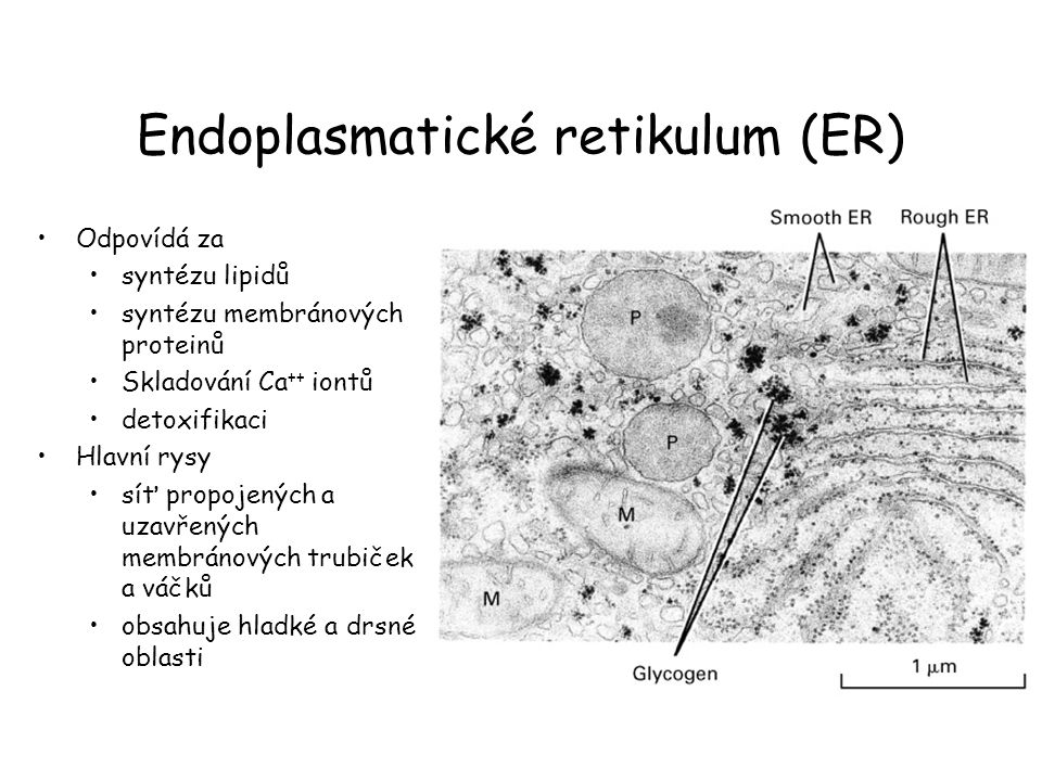 Endoplasmatické retikulum (ER)