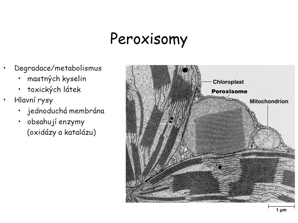 Peroxisomy Degradace/metabolismus mastných kyselin toxických látek