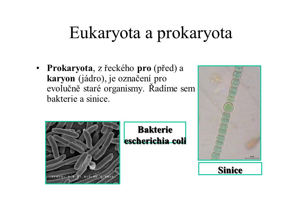Eukaryota a prokaryota