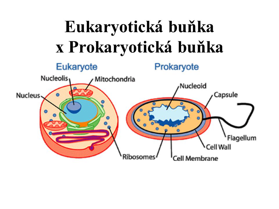 Eukaryotická buňka x Prokaryotická buňka