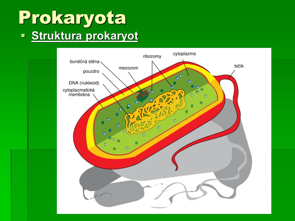 Prokaryota Struktura prokaryot