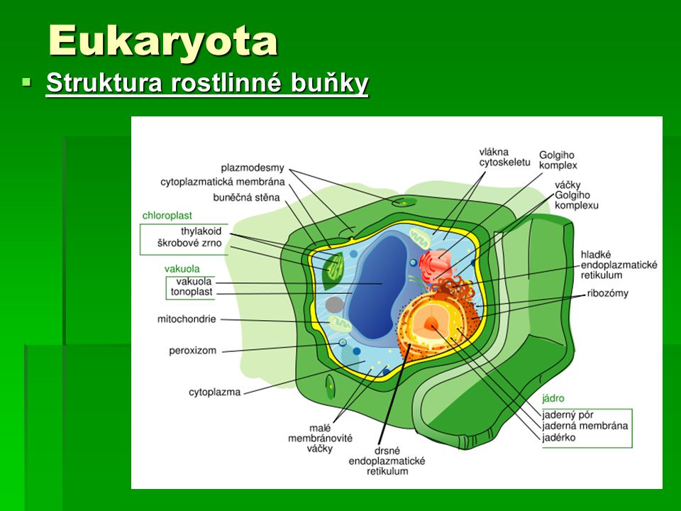 Eukaryota Struktura rostlinné buňky