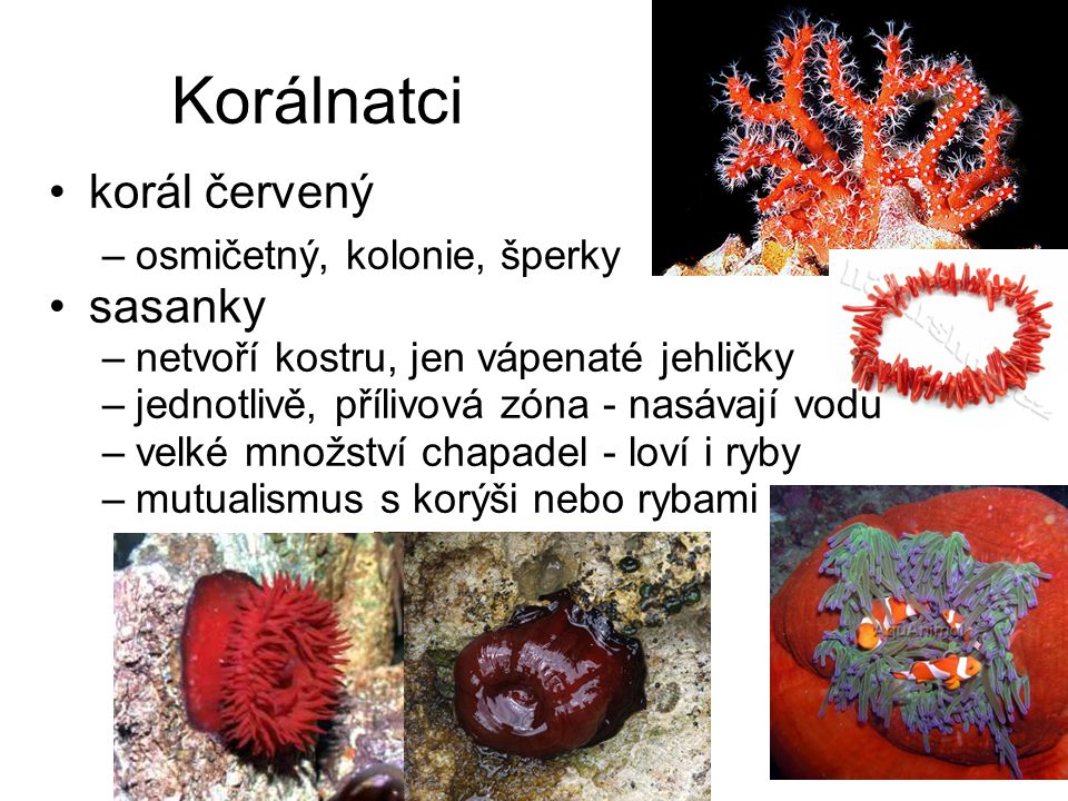 Korálnatci korál červený sasanky osmičetný, kolonie, šperky