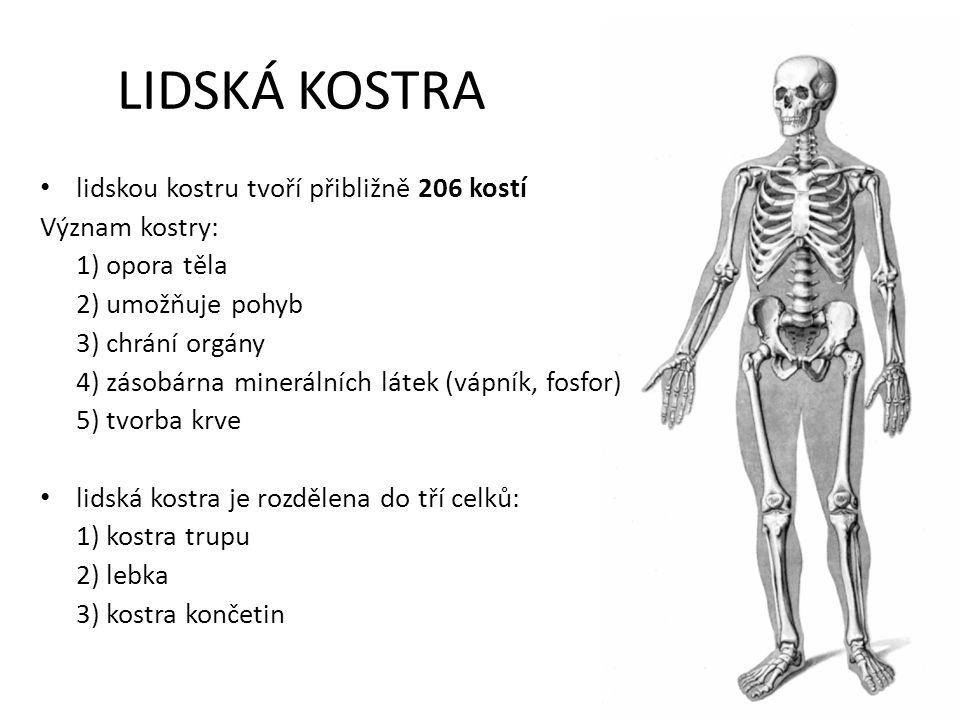 LIDSKÁ KOSTRA lidskou kostru tvoří přibližně 206 kostí Význam kostry: