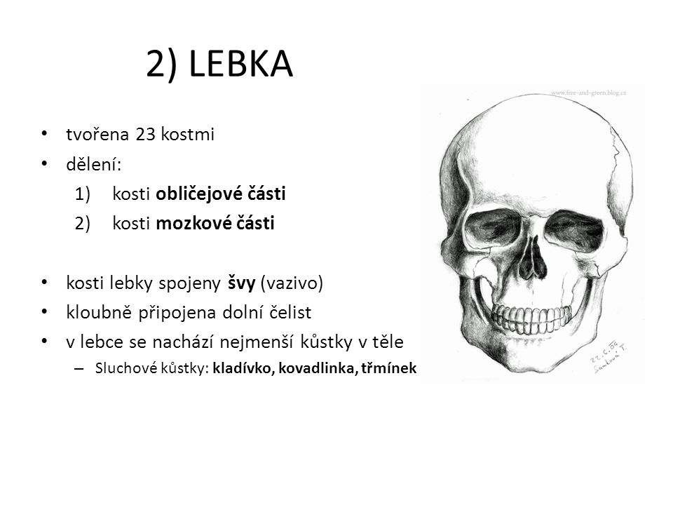 2) LEBKA tvořena 23 kostmi dělení: kosti obličejové části