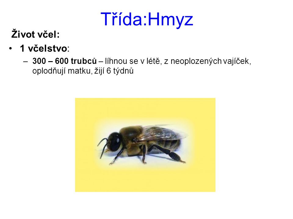 Třída:Hmyz Život včel: 1 včelstvo: