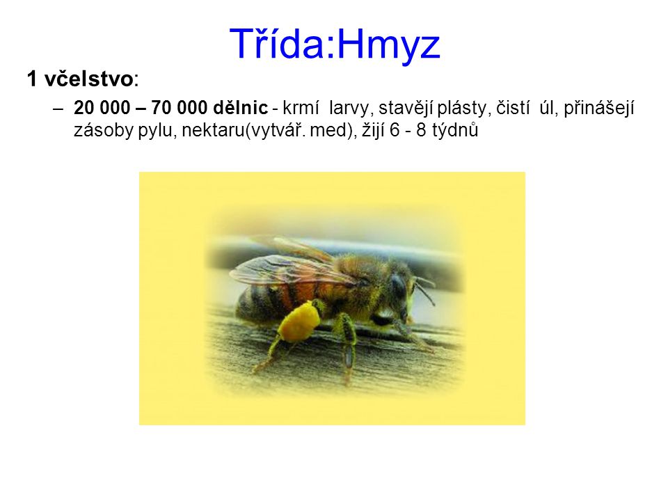 Třída:Hmyz 1 včelstvo: