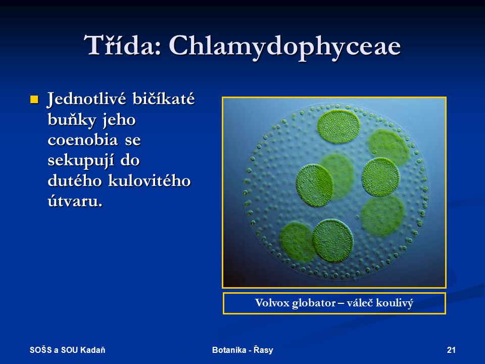 Třída: Chlamydophyceae