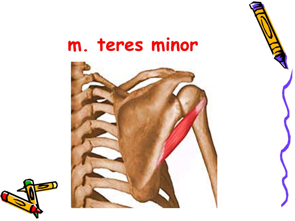 m. teres minor