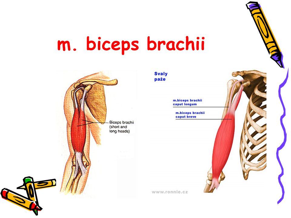 m. biceps brachii