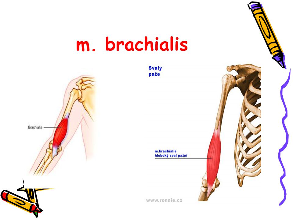 m. brachialis