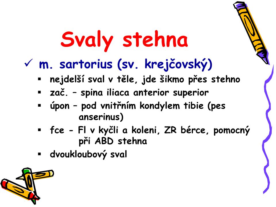 Svaly stehna m. sartorius (sv. krejčovský)