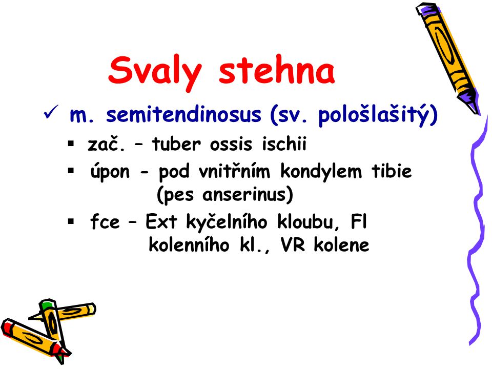 Svaly stehna m. semitendinosus (sv. pološlašitý)
