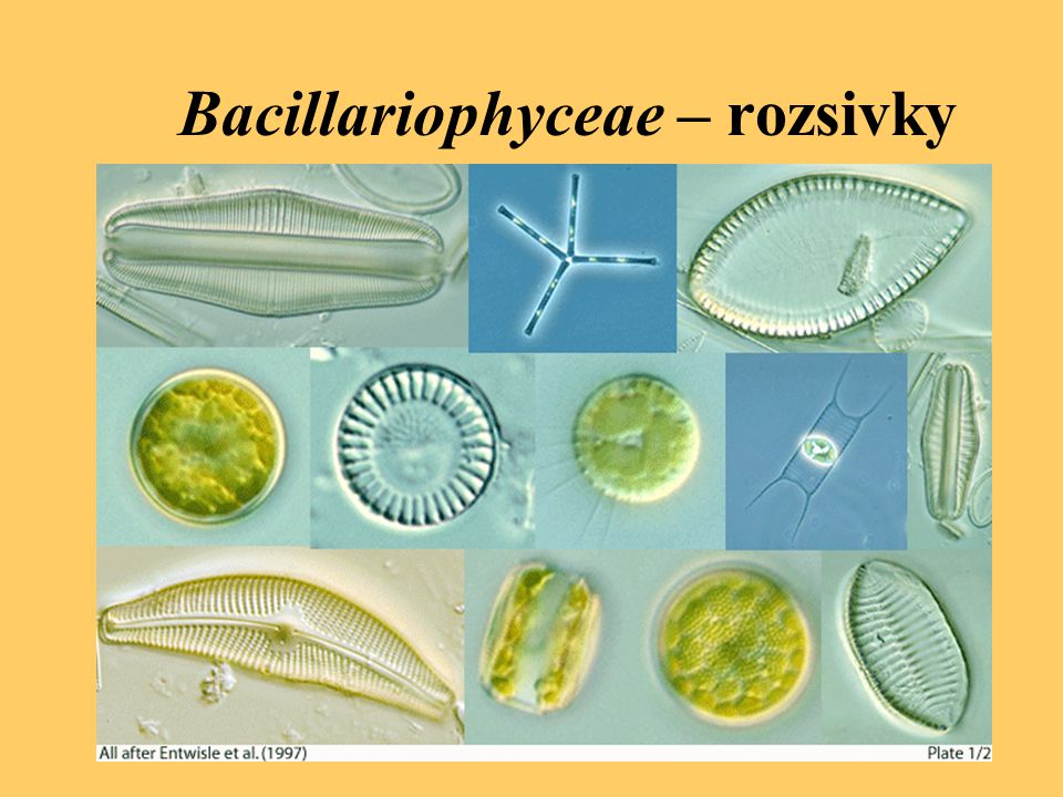 Bacillariophyceae – rozsivky