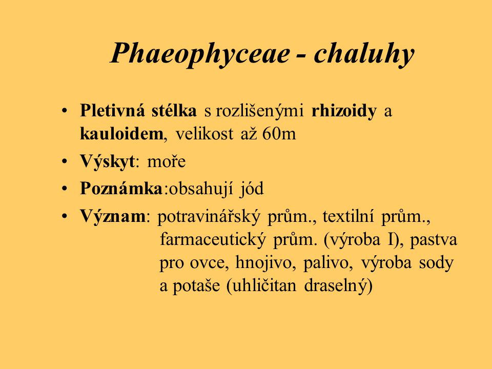 Phaeophyceae - chaluhy