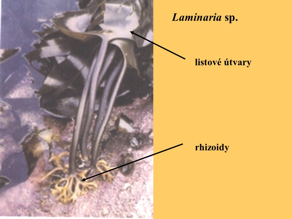 Laminaria sp. listové útvary rhizoidy