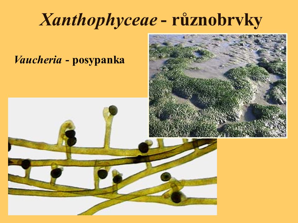 Xanthophyceae - různobrvky